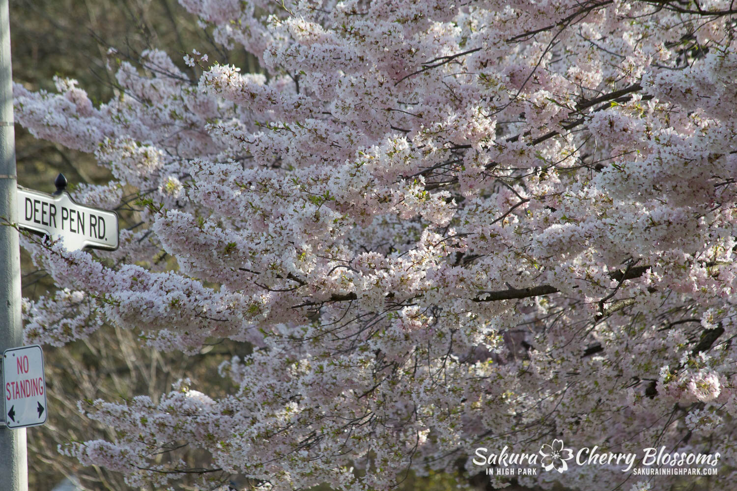  Sakura // Cherry Blossoms in High Park - April 17, 2012 - www.SakurainHighPark.com 