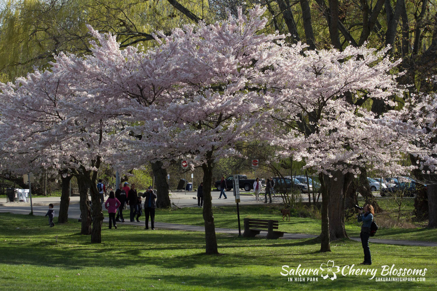  Sakura // Cherry Blossoms in High Park - April 17, 2012 - www.SakurainHighPark.com 