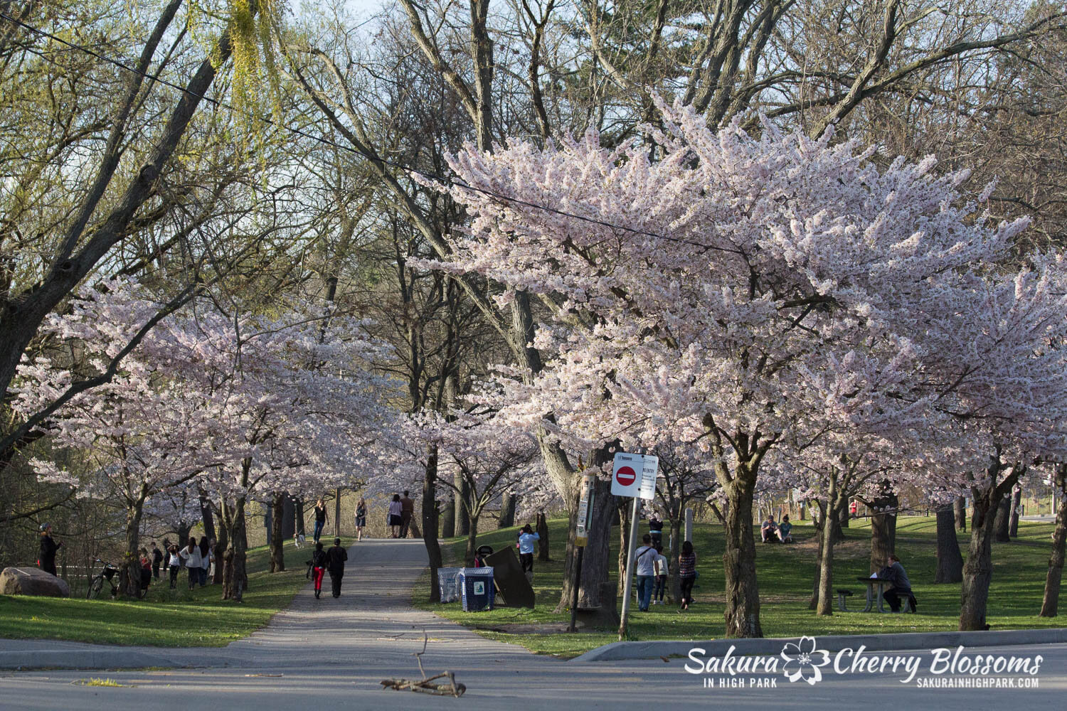  Sakura // Cherry Blossoms in High Park - April 16, 2012 - www.SakurainHighPark.com 