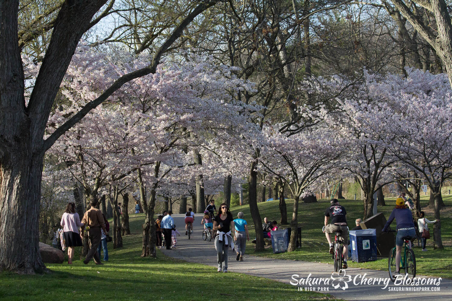  Sakura // Cherry Blossoms in High Park - April 16, 2012 - www.SakurainHighPark.com 