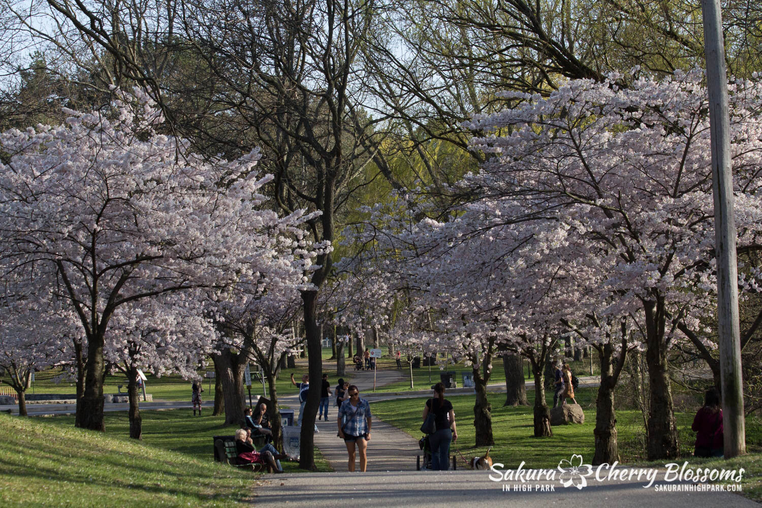  Sakura // Cherry Blossoms in High Park - April 16, 2012 - www.SakurainHighPark.com 