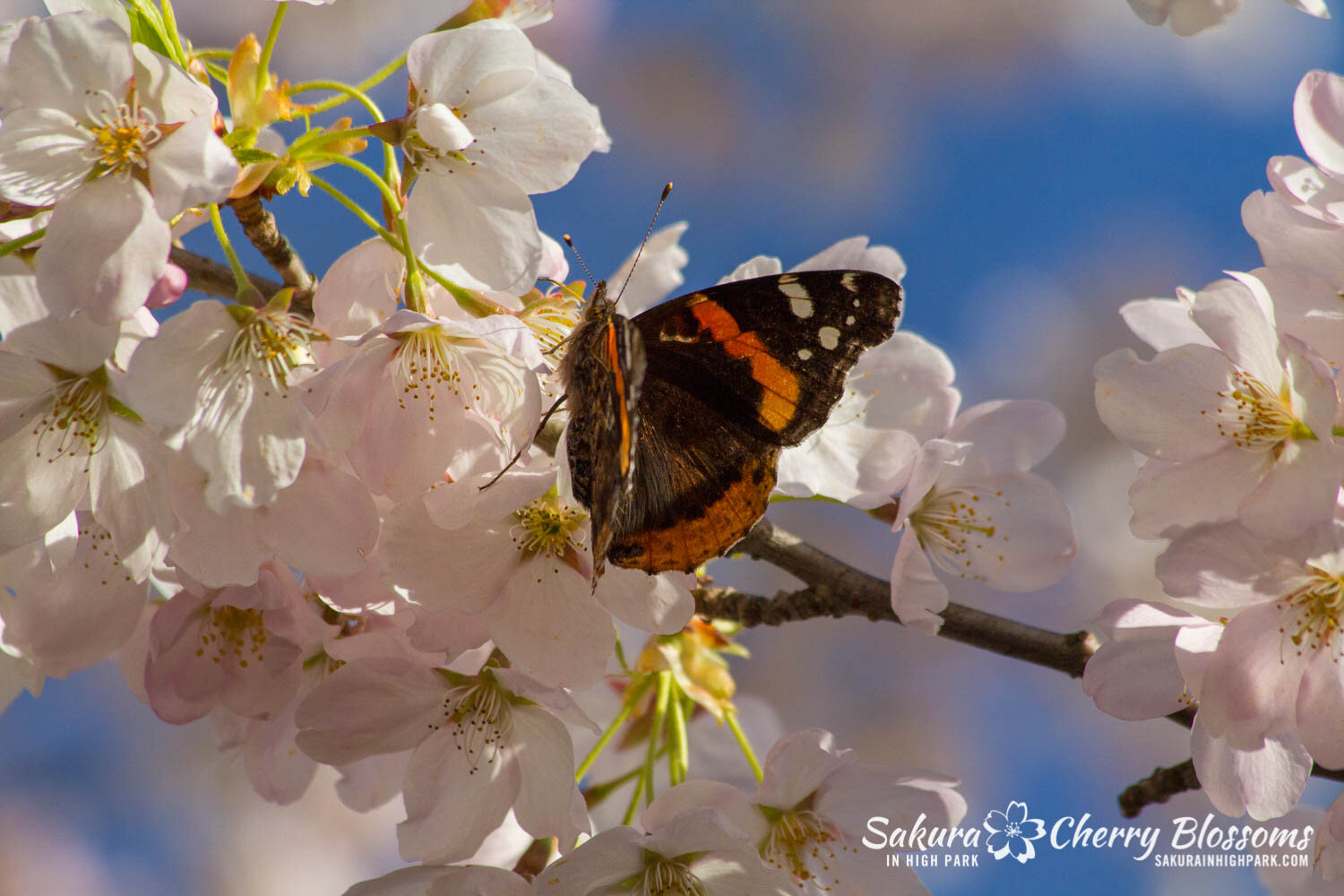  Sakura // Cherry Blossoms in High Park - April 16, 2012 - www.SakurainHighPark.com 