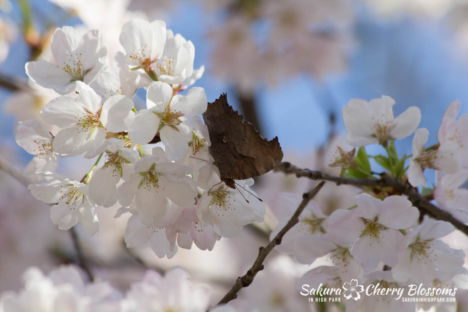  Sakura // Cherry Blossoms in High Park - April 16, 2012 - www.SakurainHighPark.com 