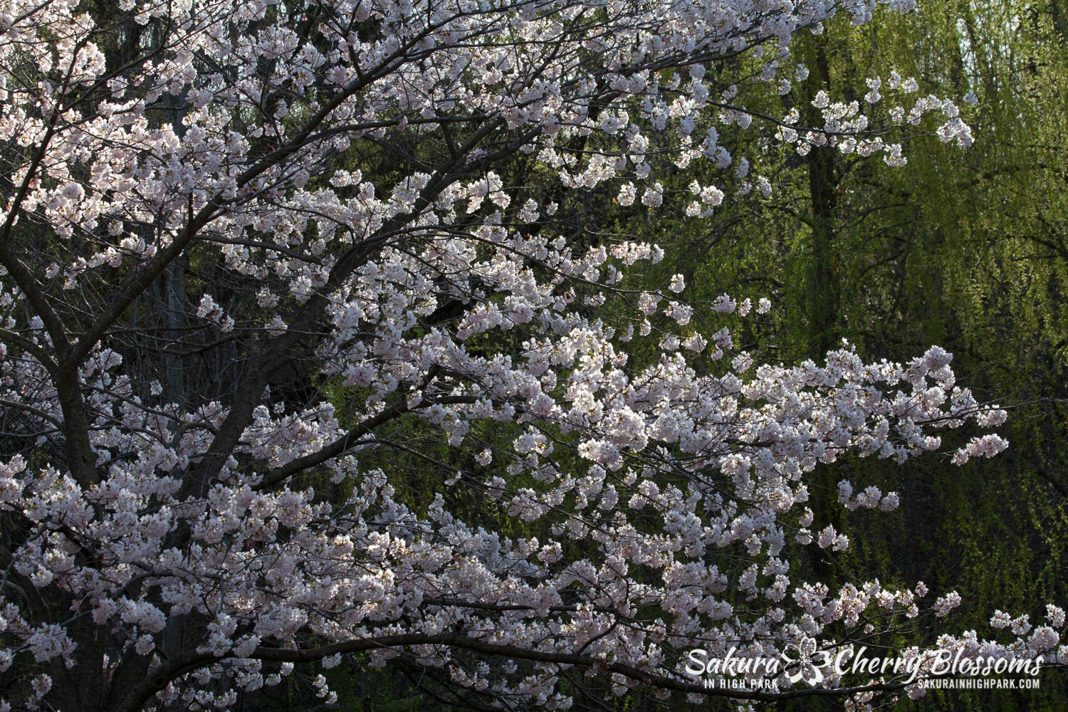  Sakura // Cherry Blossoms in High Park - April 16, 2012 - www.SakurainHighPark.com 