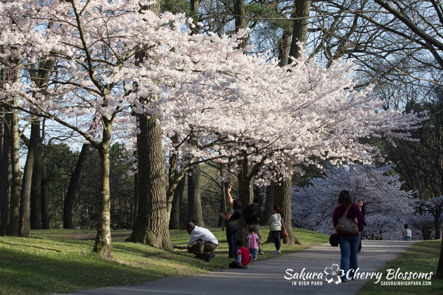  Sakura // Cherry Blossoms in High Park - April 16, 2012 - www.SakurainHighPark.com 