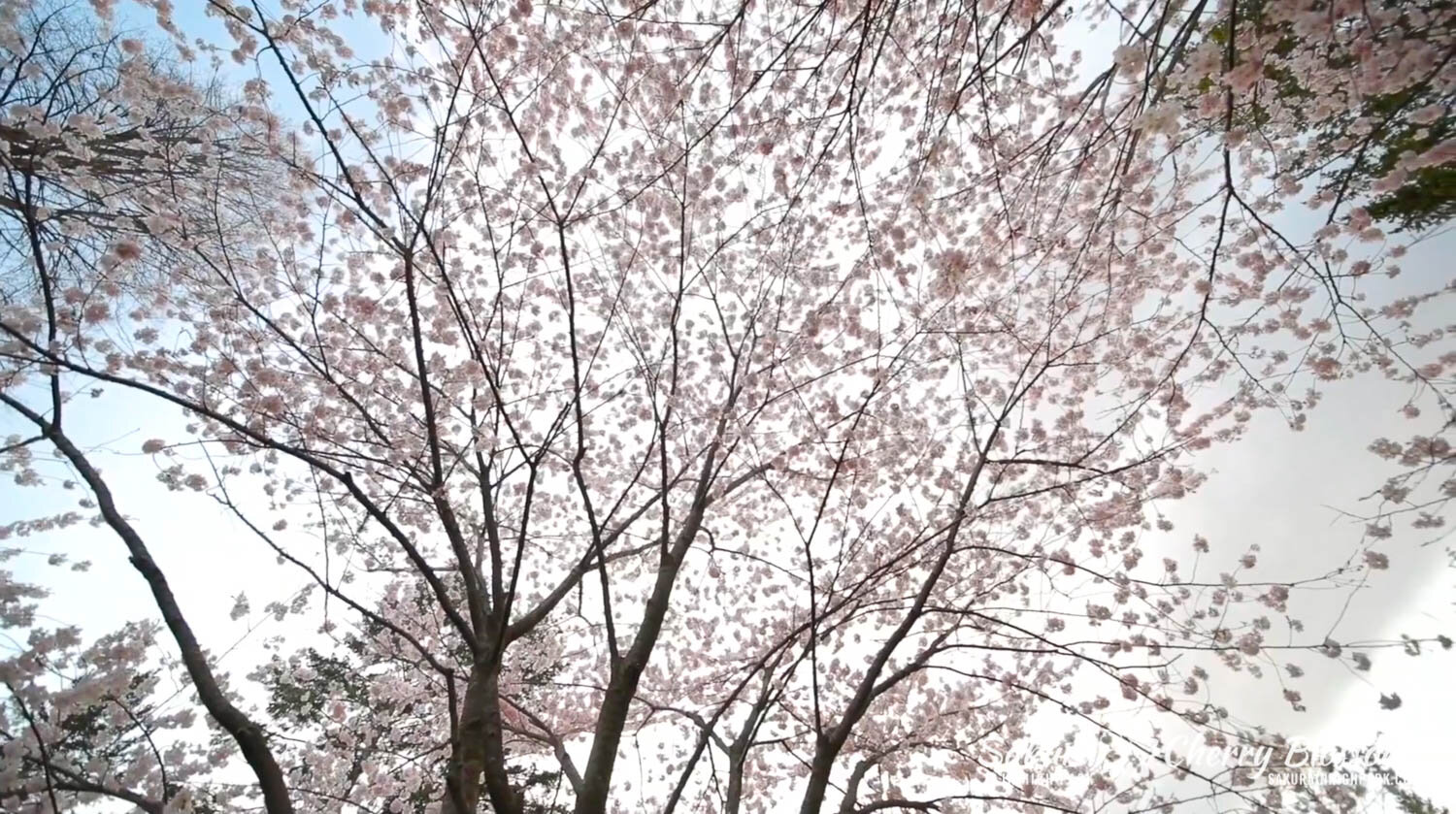 Sakura Watch May 6 2020 Virtual Tour-92.jpg