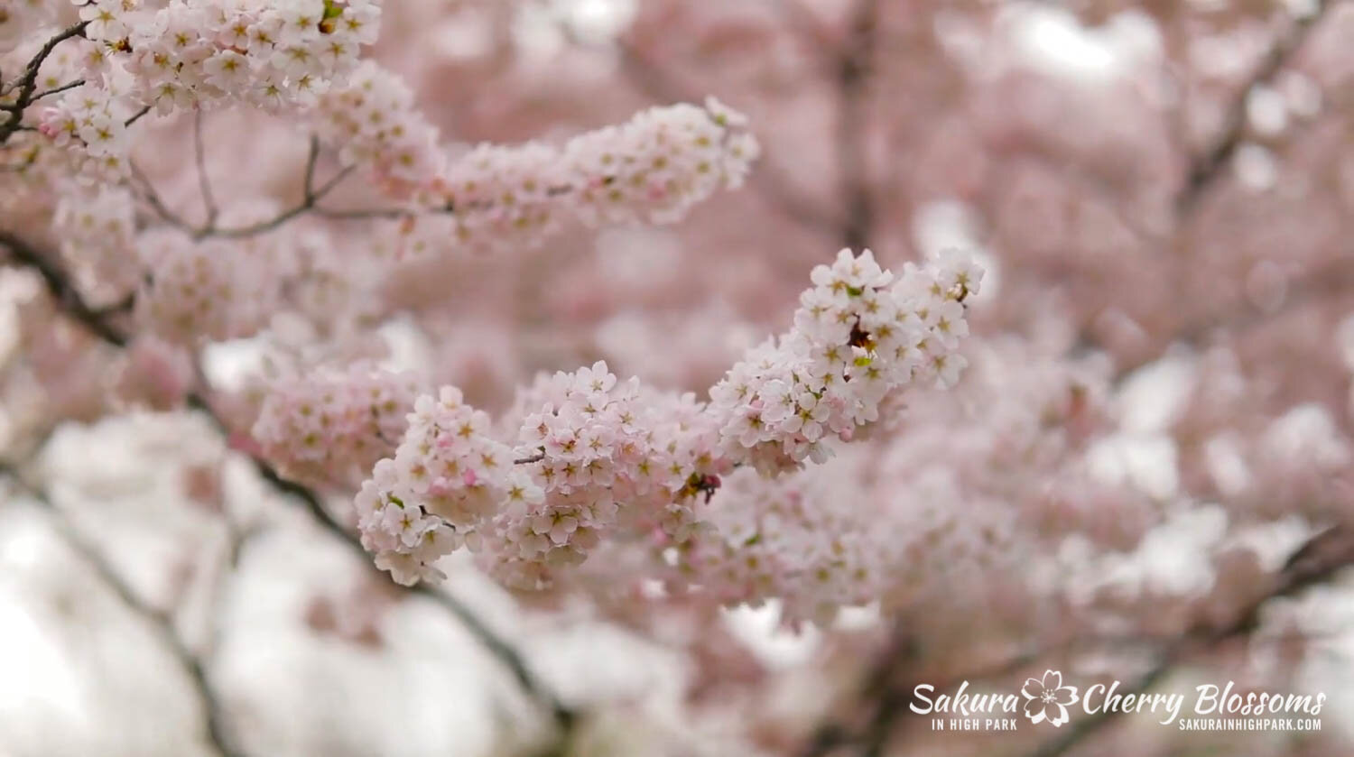 Sakura Watch May 6 2020 Virtual Tour-44-2.jpg