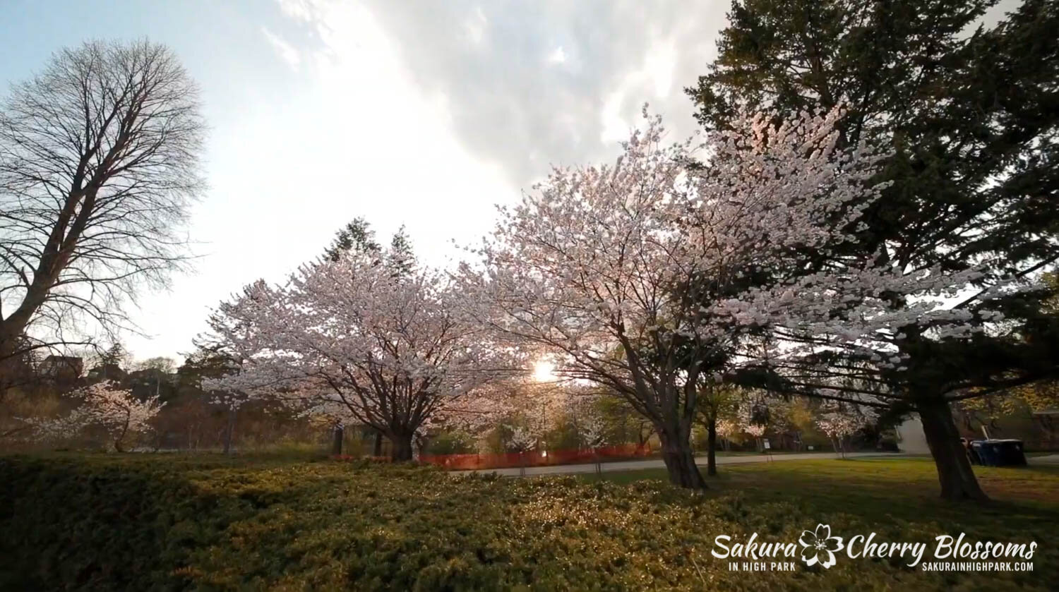Sakura Watch May 6 2020 Virtual Tour-5-2.jpg