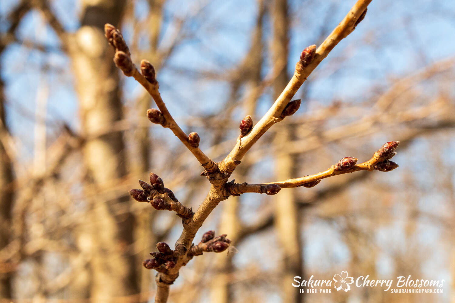 Sakura High Park- March4-21-28.jpg