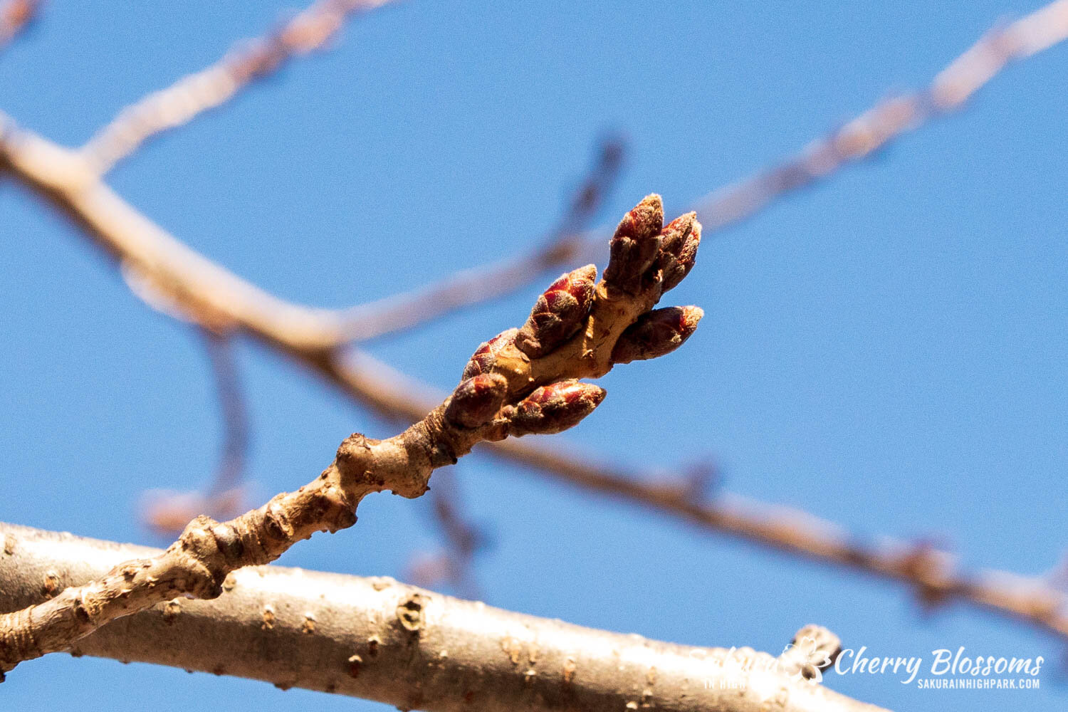 Sakura High Park- March4-21-27.jpg