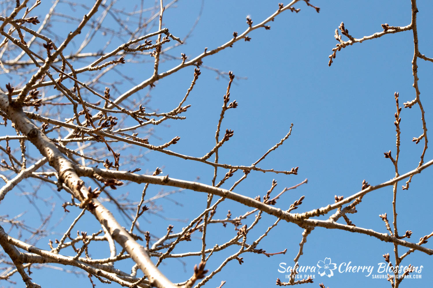 Sakura High Park- March4-21-18.jpg