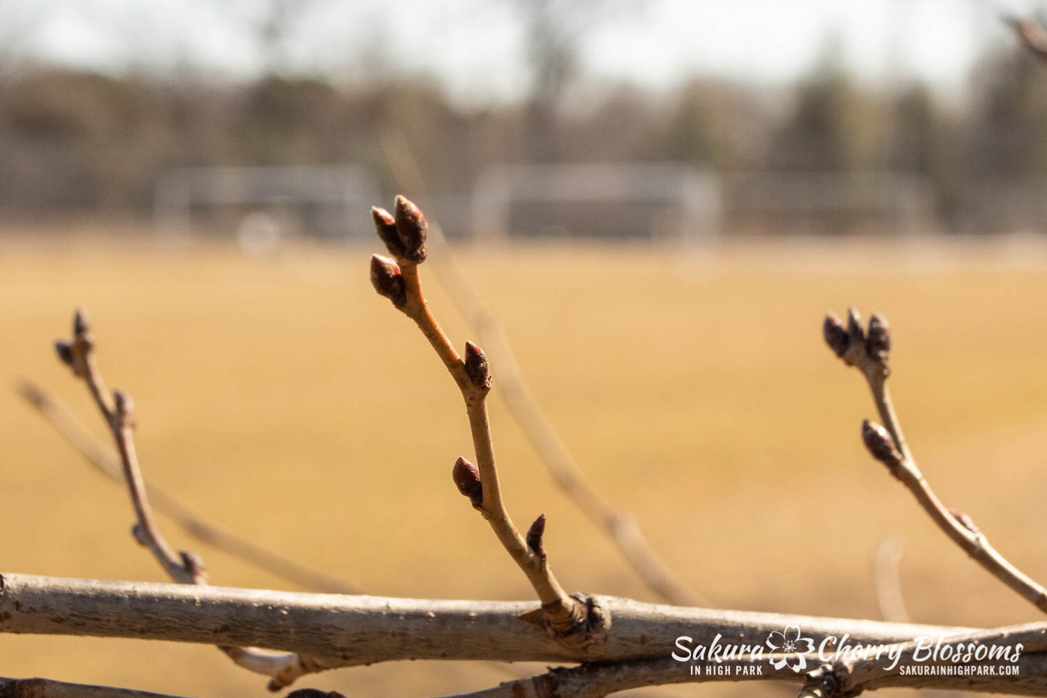 Sakura High Park- March4-21-19.jpg