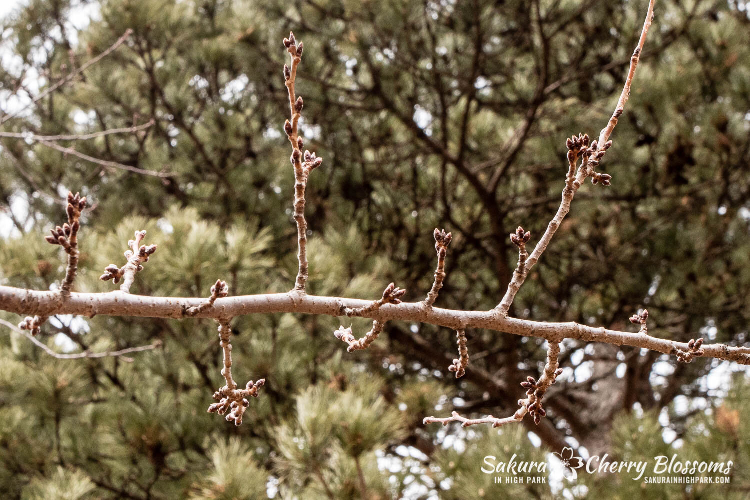 Sakura Watch - March 18, 2021-8.jpg