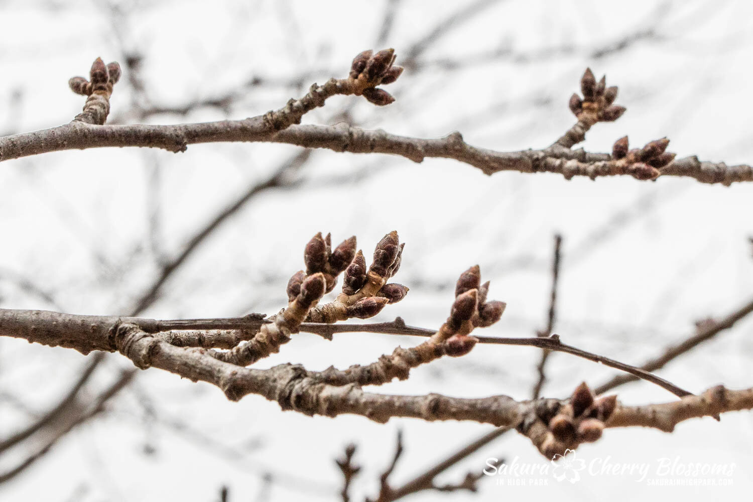 Sakura Watch - March 18, 2021-21.jpg