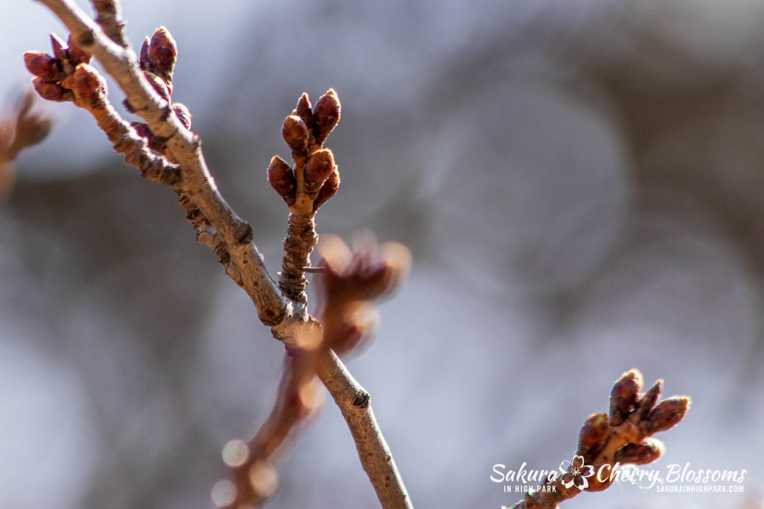 Sakura Watch March 25, 2021-54.jpg