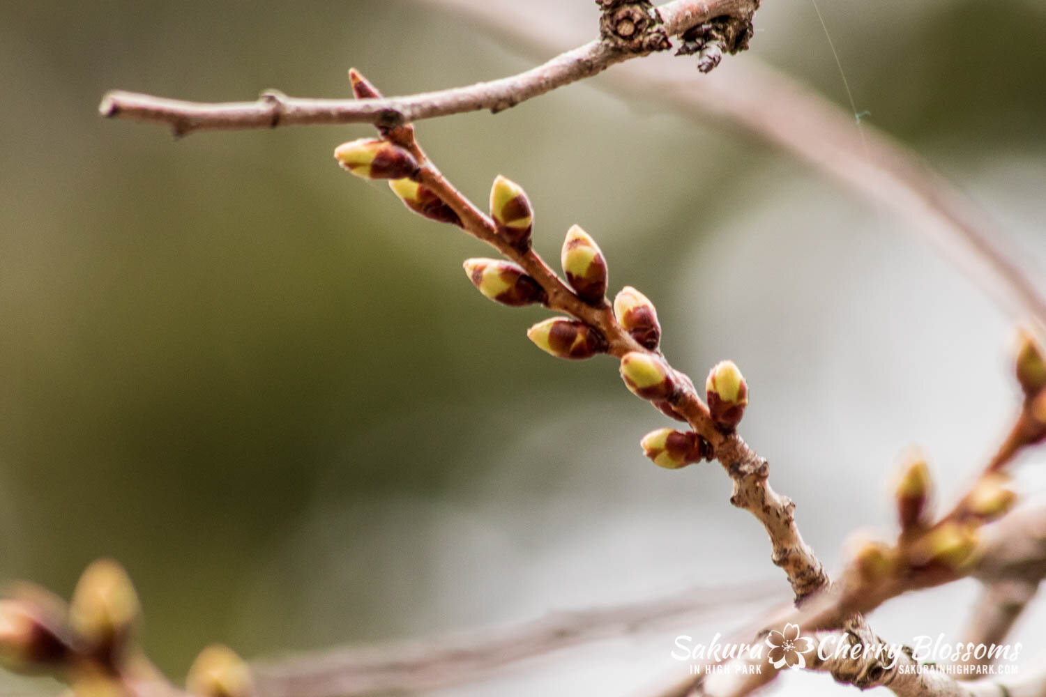 Sakura Watch April 5, 2021-87.jpg