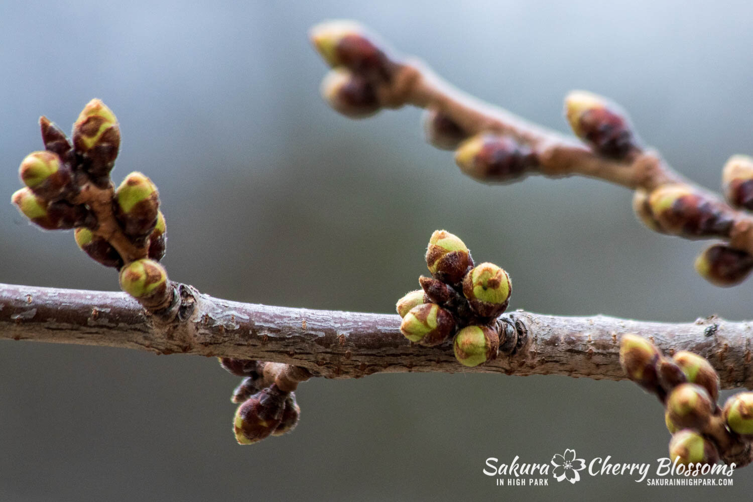 Sakura Watch April 5, 2021-67.jpg