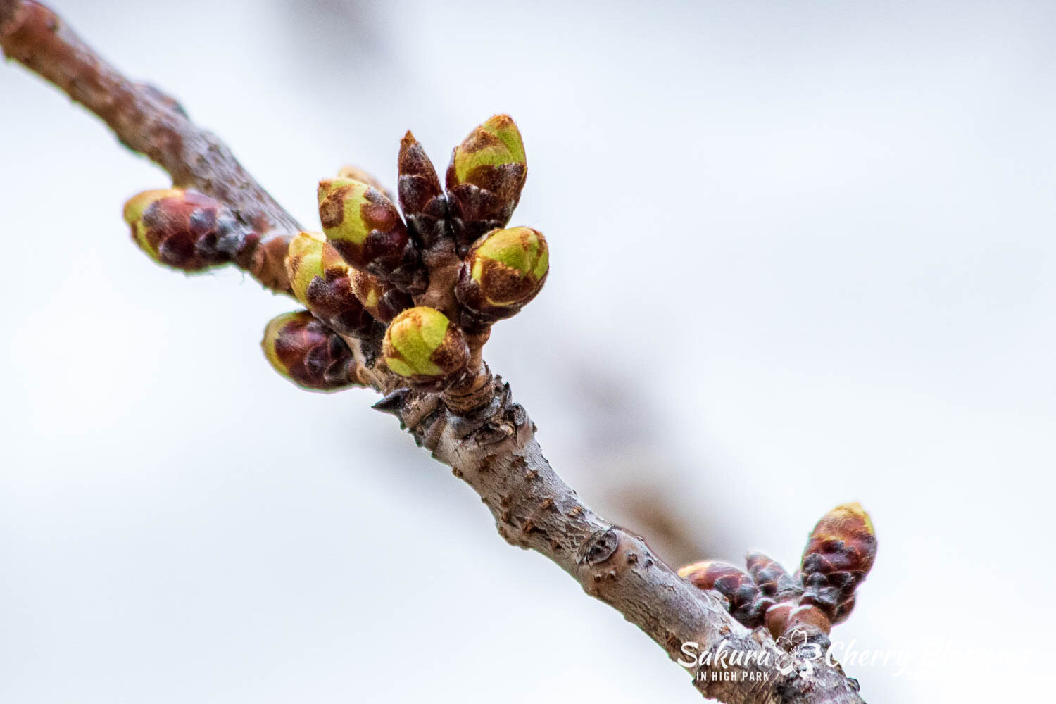 Sakura Watch April 5, 2021-83.jpg