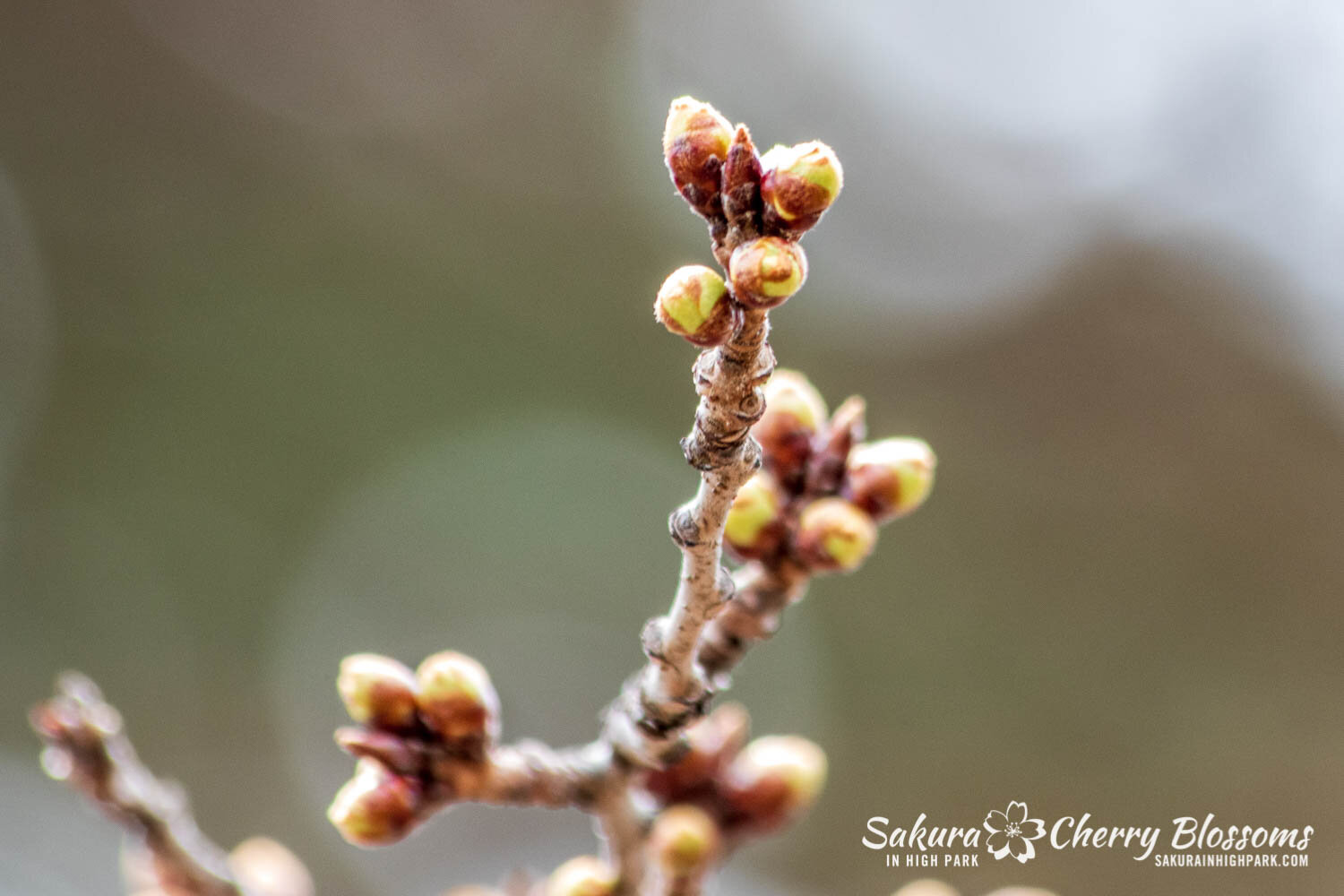 Sakura Watch April 5, 2021-30.jpg