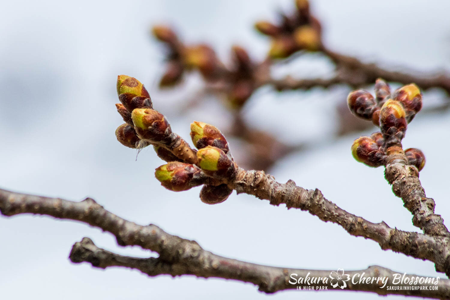 Sakura Watch April 5, 2021-41.jpg