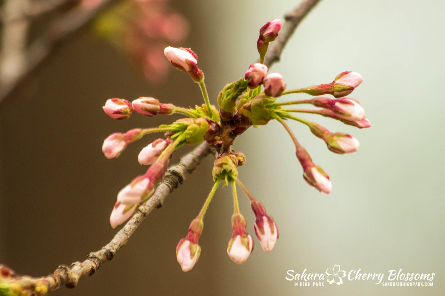 Sakura Watch April 15, 2021-161.jpg