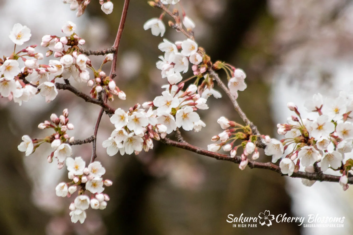 Sakura Watch April20, 2021-23.jpg