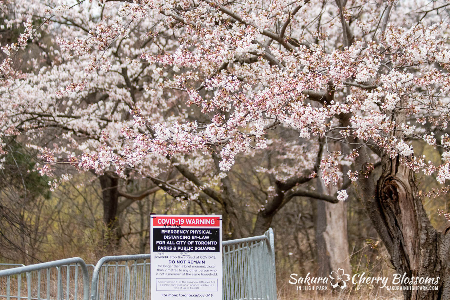 Sakura Watch April20, 2021-294.jpg