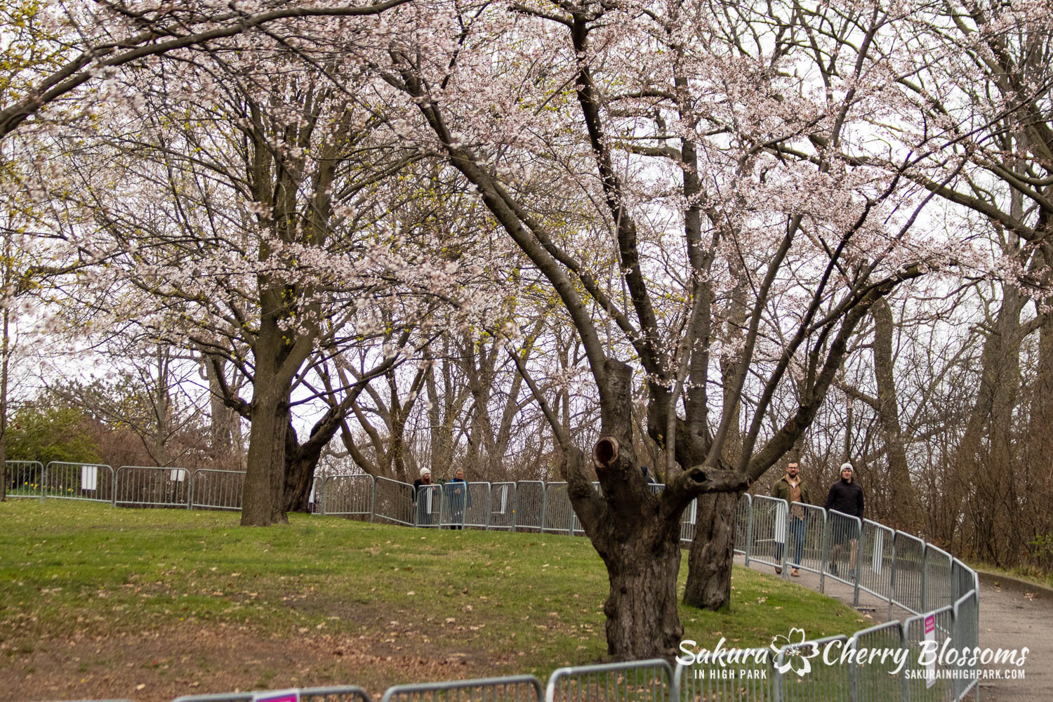 Sakura Watch April20, 2021-136.jpg