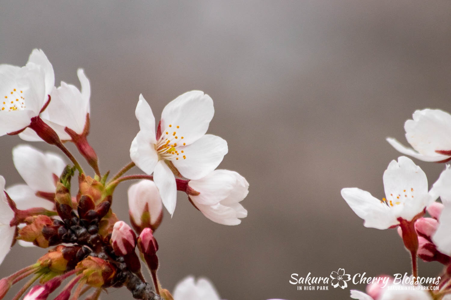 Sakura Watch April20, 2021-321.jpg