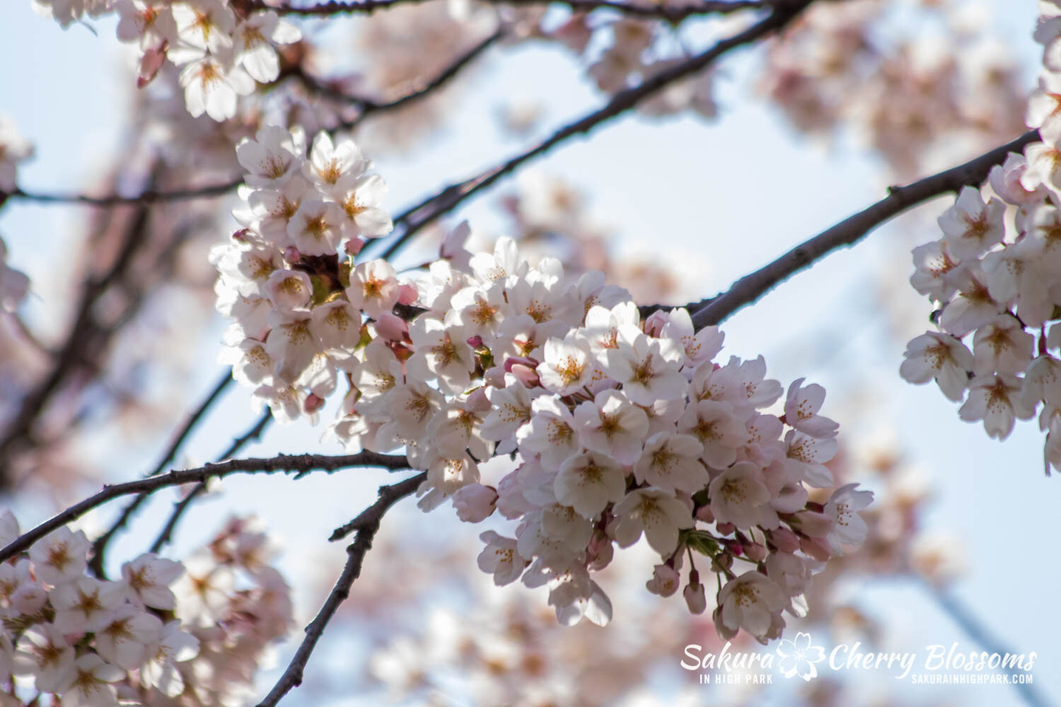 Sakura Watch April 23, 2021-95.jpg
