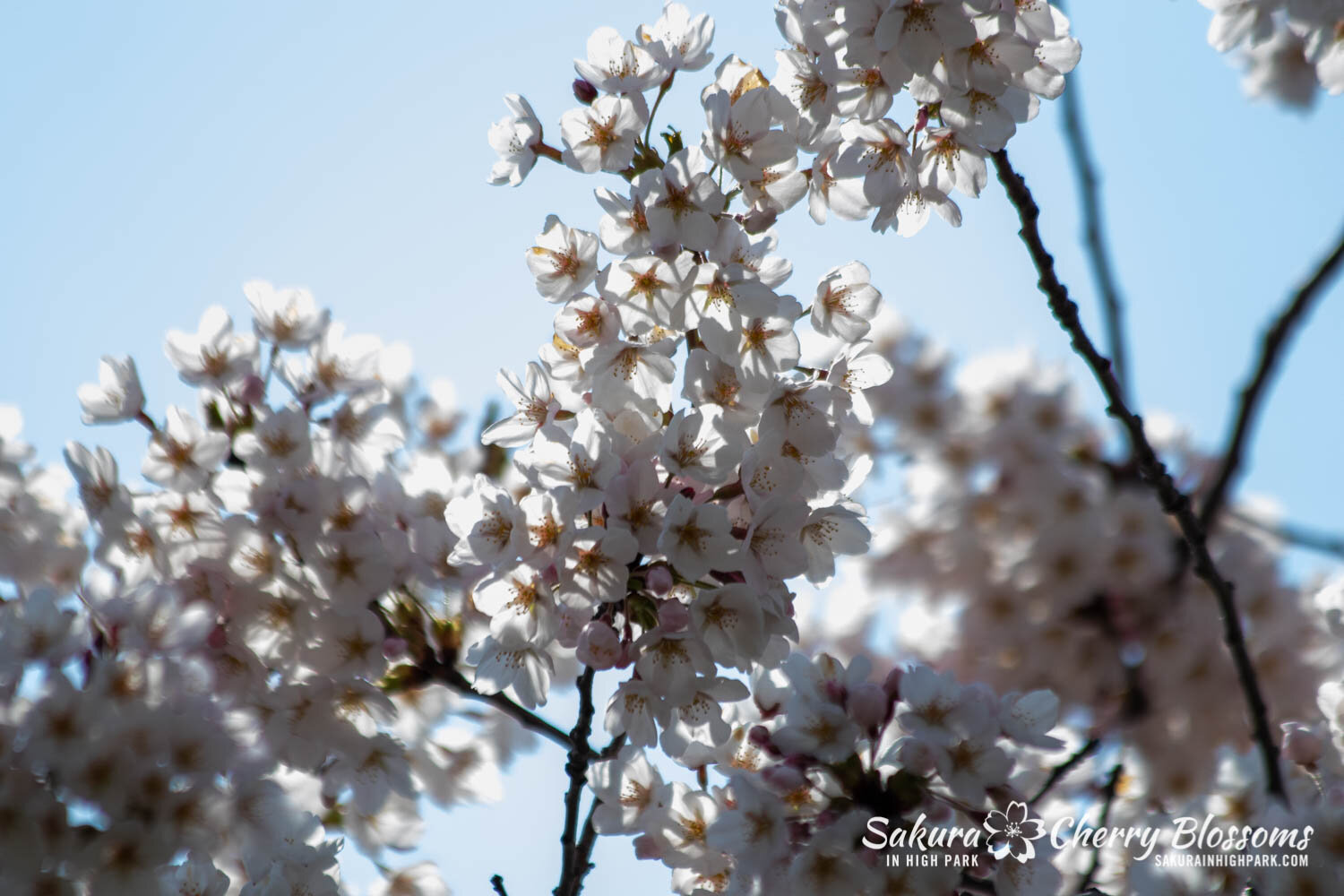 Sakura Watch April 23, 2021-41.jpg