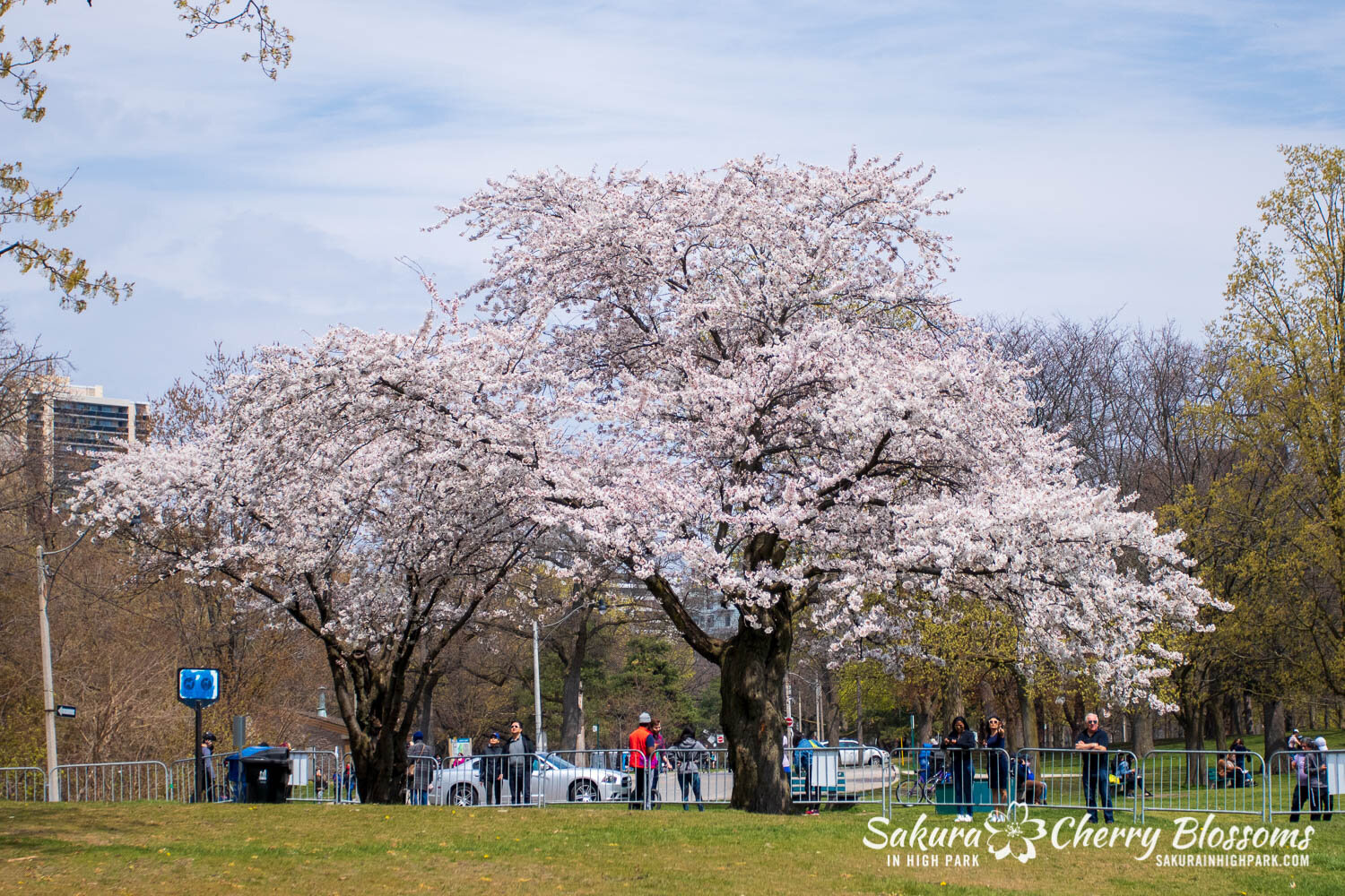Sakura Watch April 23, 2021-103.jpg