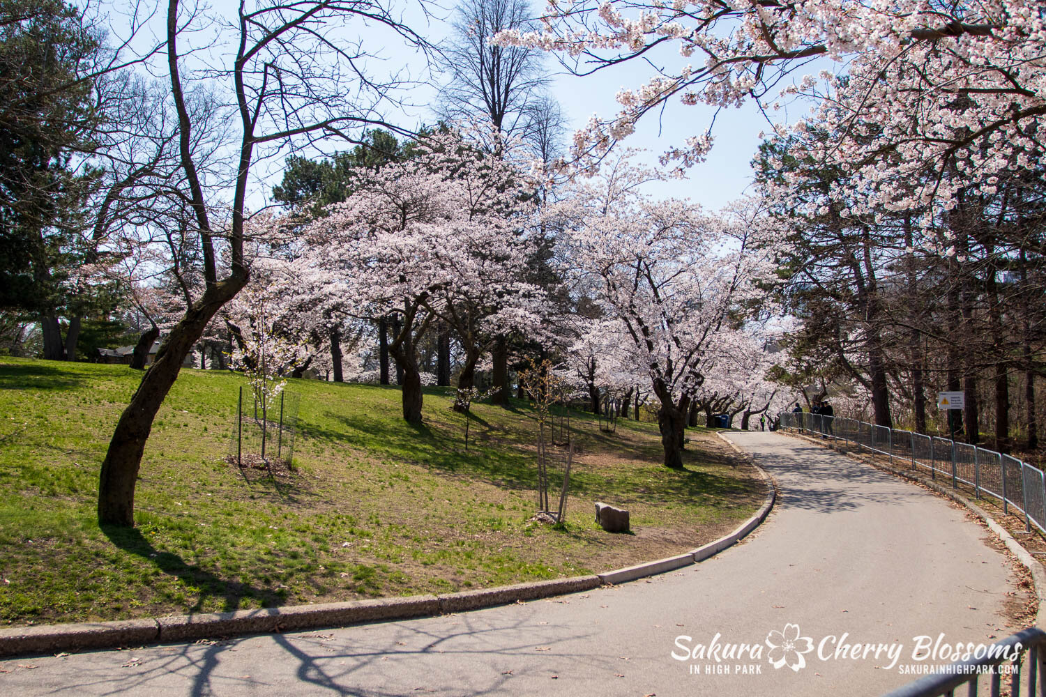 Sakura Watch April 23, 2021-404.jpg
