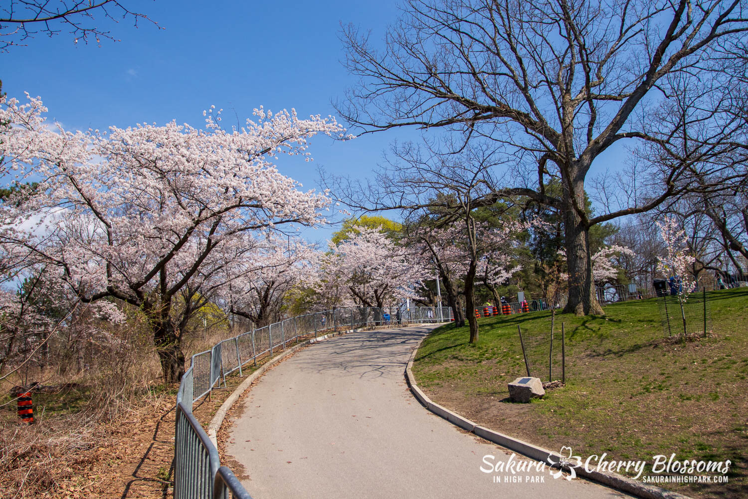Sakura Watch April 23, 2021-441.jpg