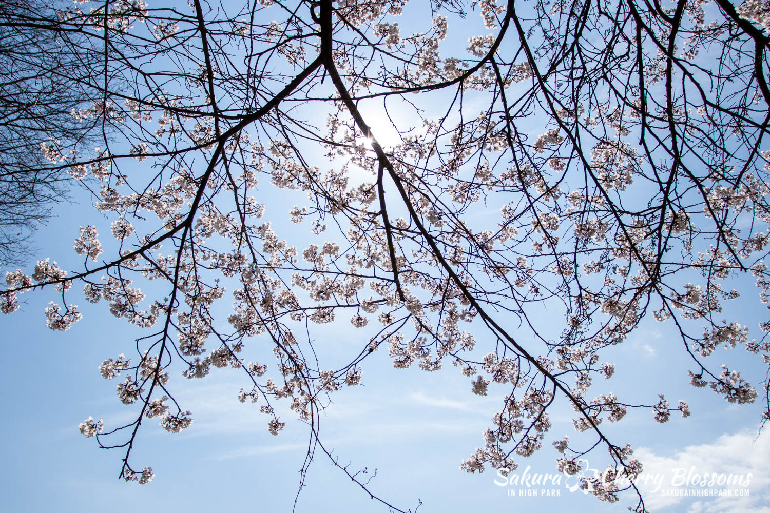 Sakura Watch April 23, 2021-395.jpg