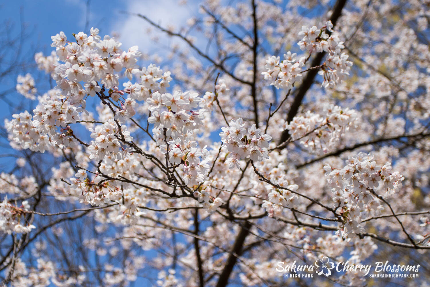 Sakura Watch April 23, 2021-255.jpg