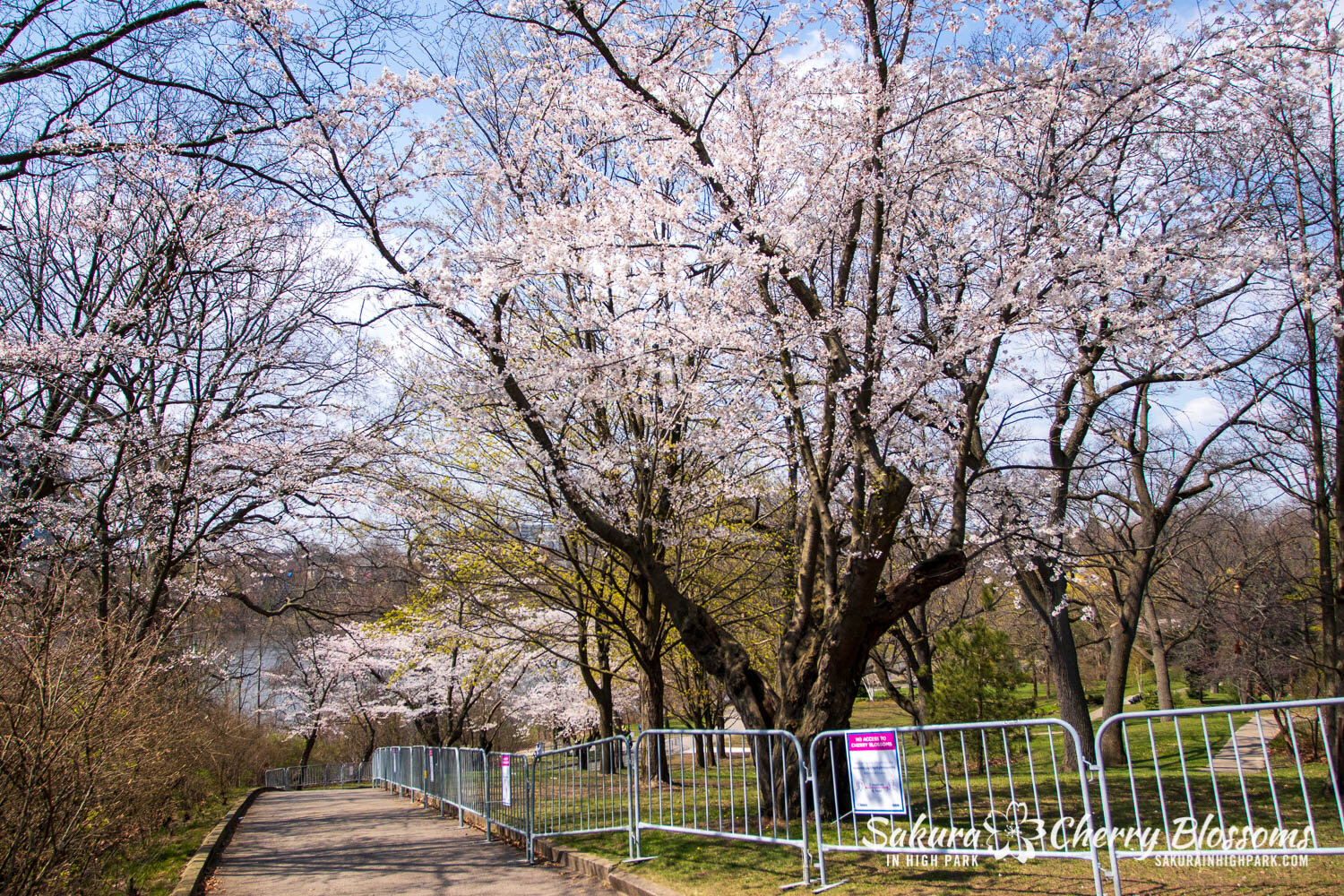 Sakura Watch April 23, 2021-229.jpg
