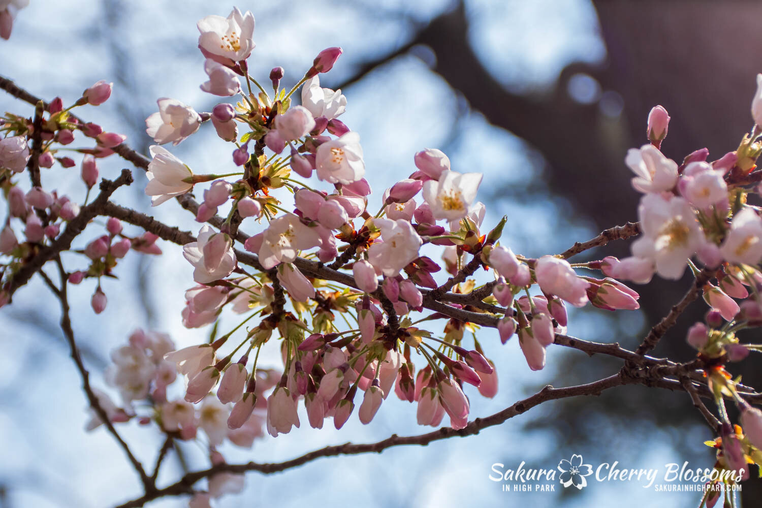 Sakura Watch April 23, 2021-145.jpg