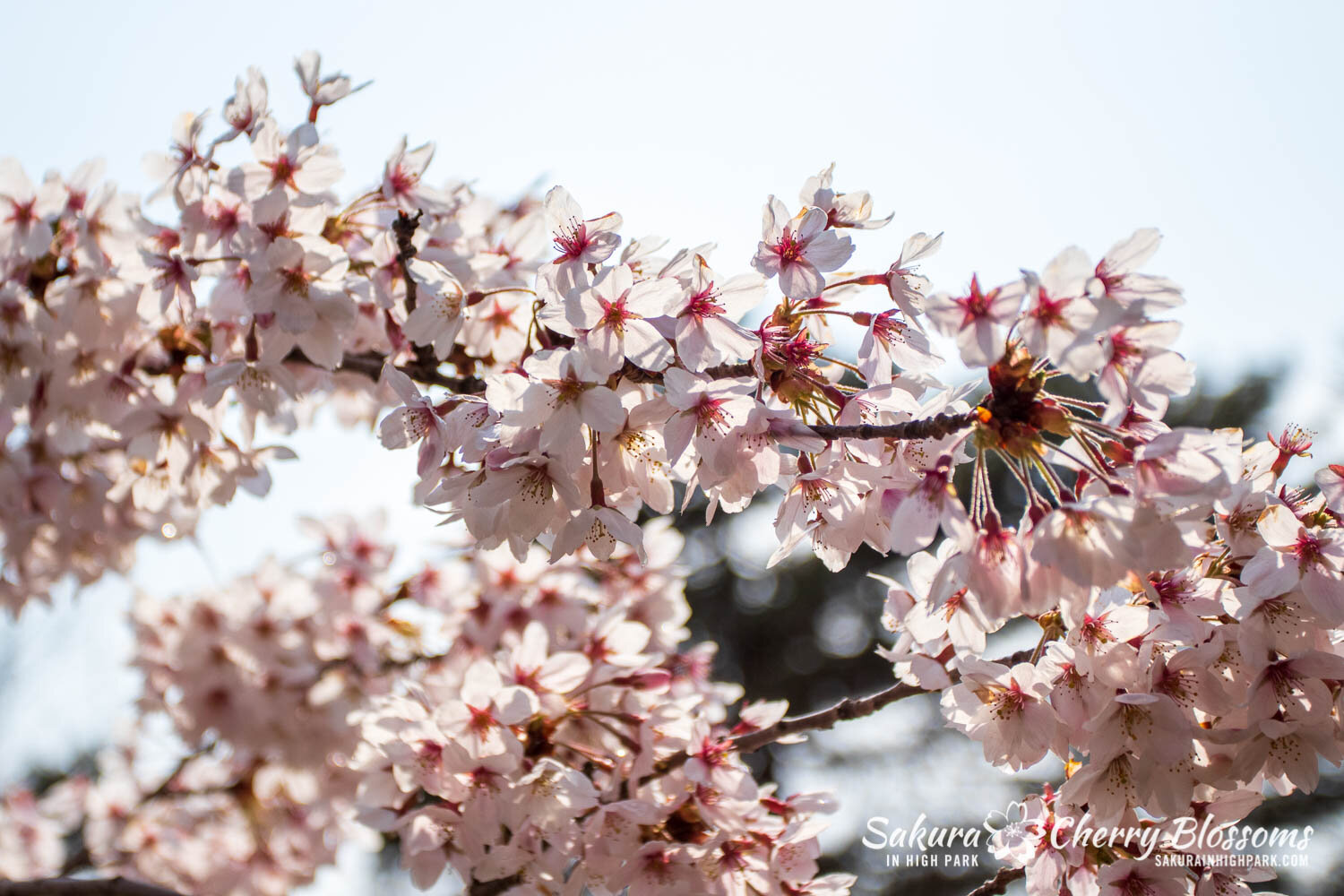 Sakura Watch April 28, 2021-42.jpg