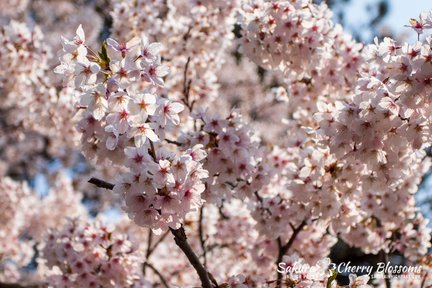 Sakura Watch April 28, 2021-292.jpg