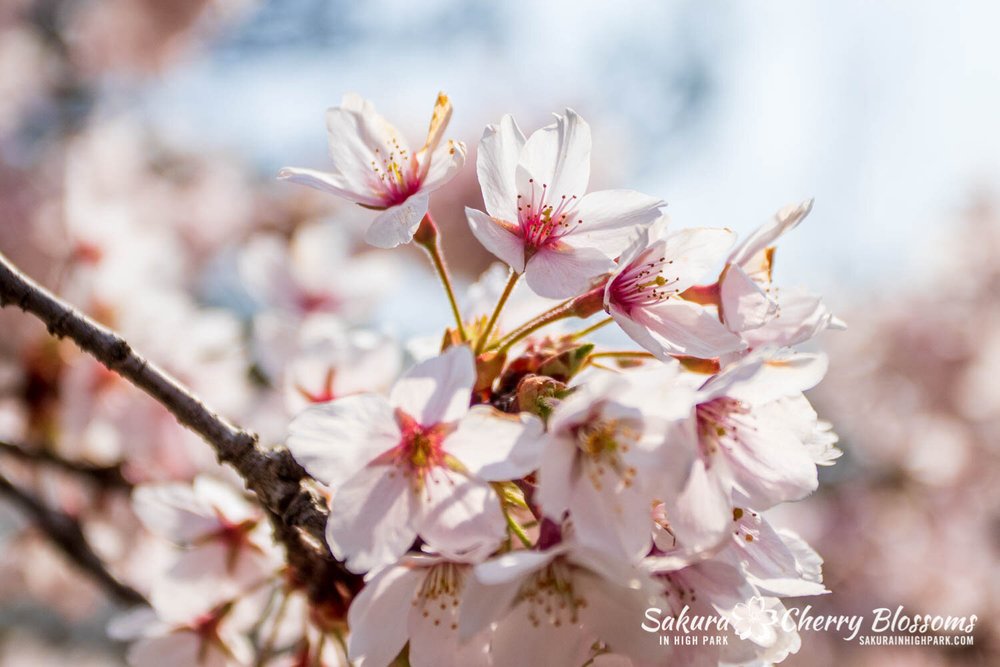 Sakura Watch April 28, 2021 - fences are down and blossoms are 