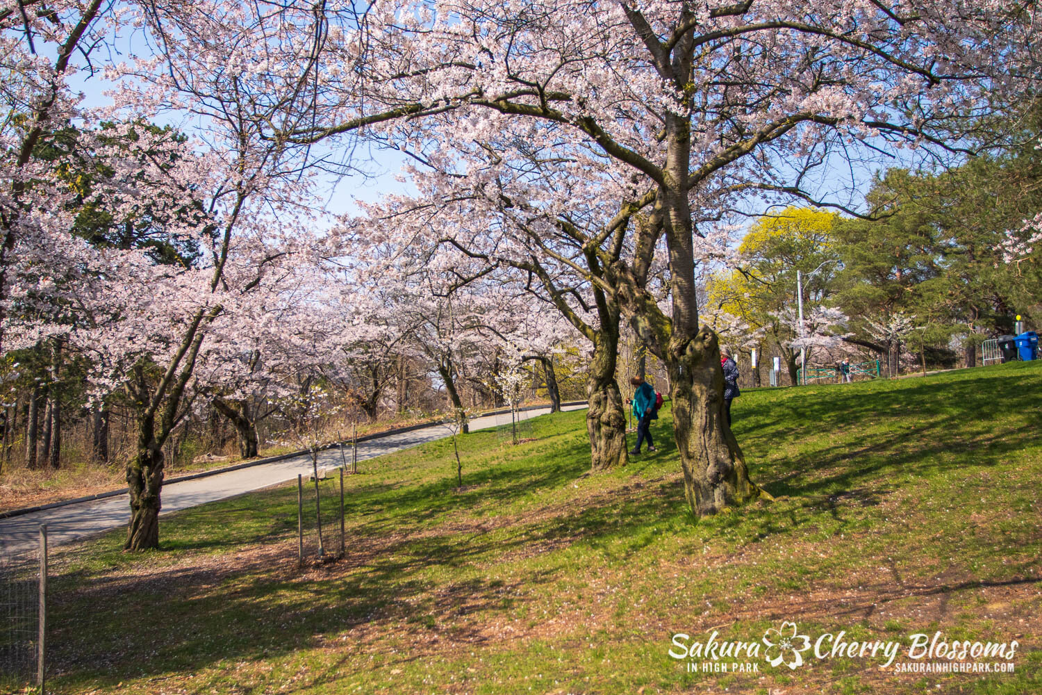 Sakura Watch April 28, 2021-45.jpg