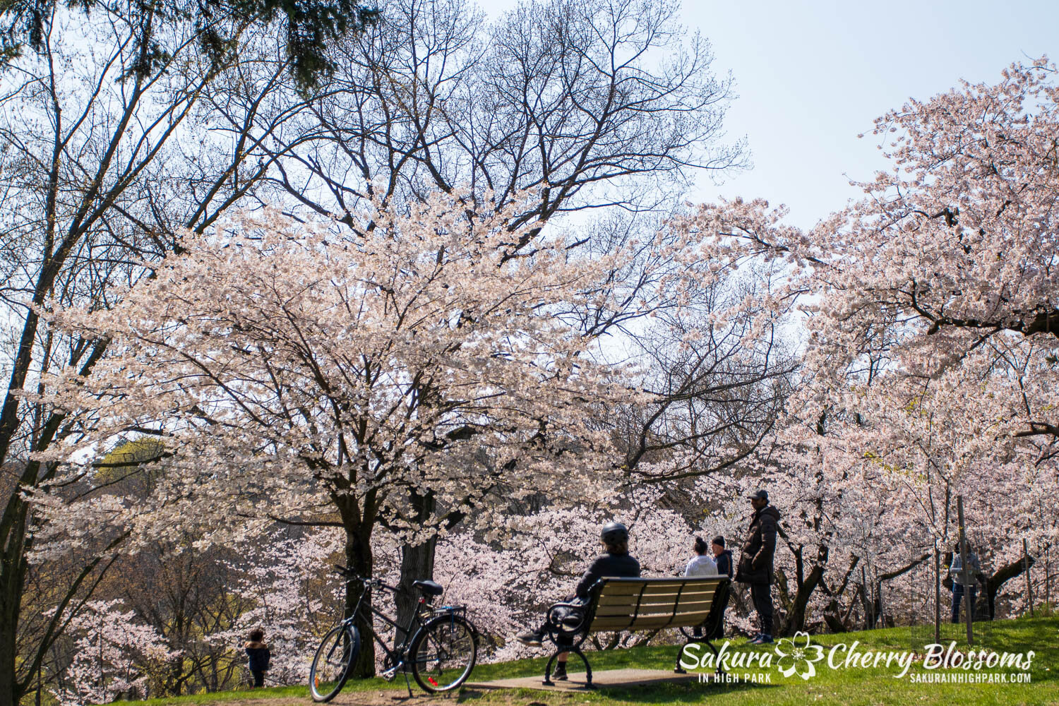 Sakura Watch April 28, 2021-204.jpg