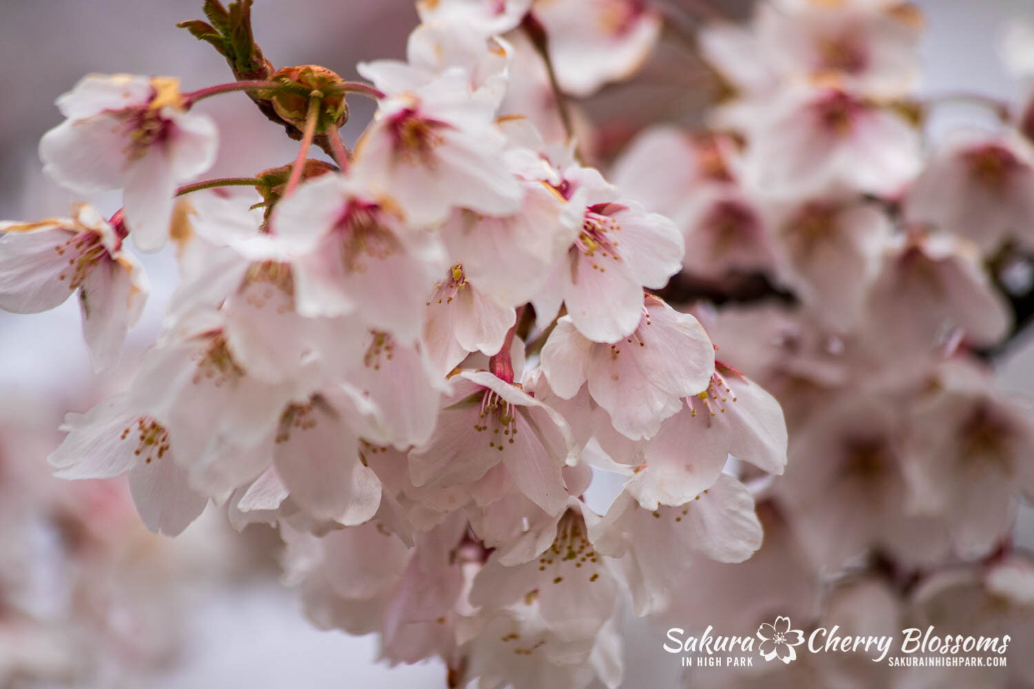 Sakura Watch April 28, 2021-312.jpg
