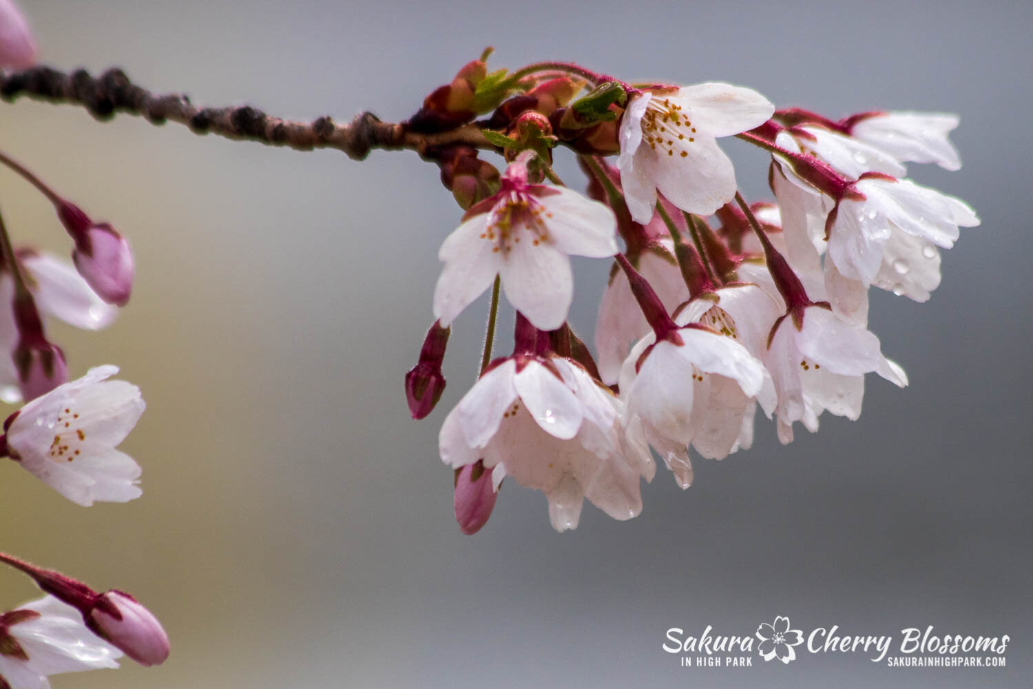 Sakura Watch April 28, 2021-317.jpg