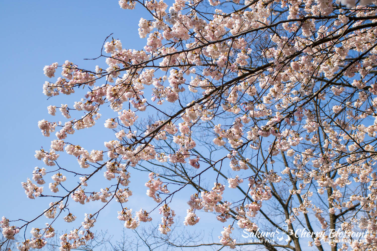 Sakura Watch April 28, 2021-44.jpg
