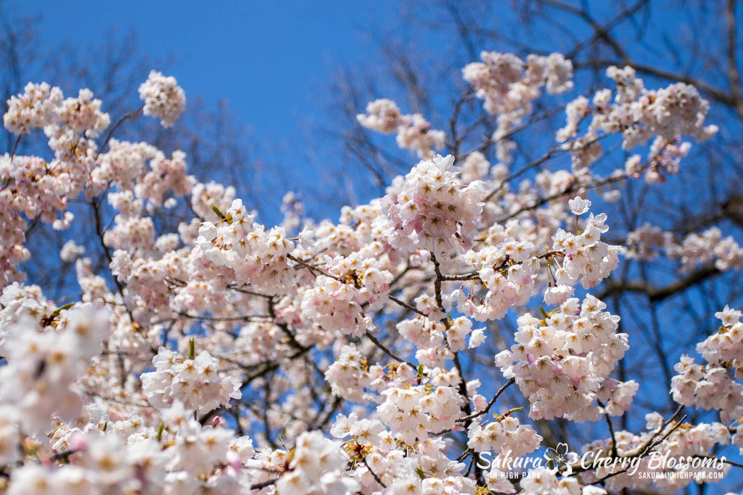 Sakura Watch April 28, 2021-137.jpg