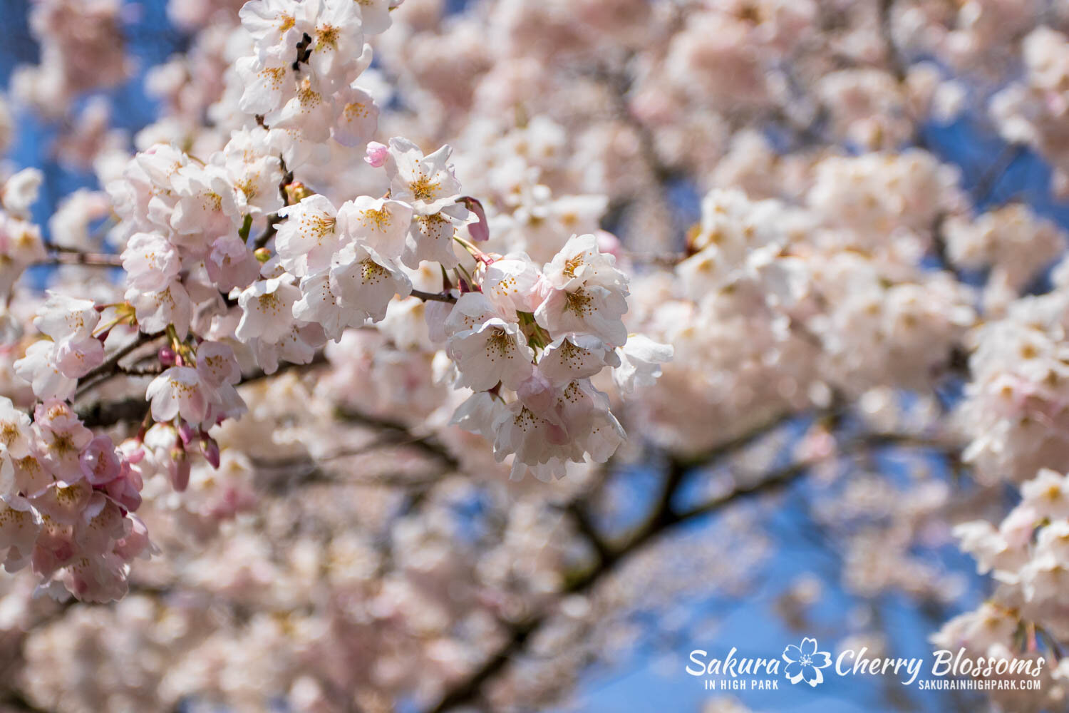 Sakura Watch April 28, 2021-435.jpg