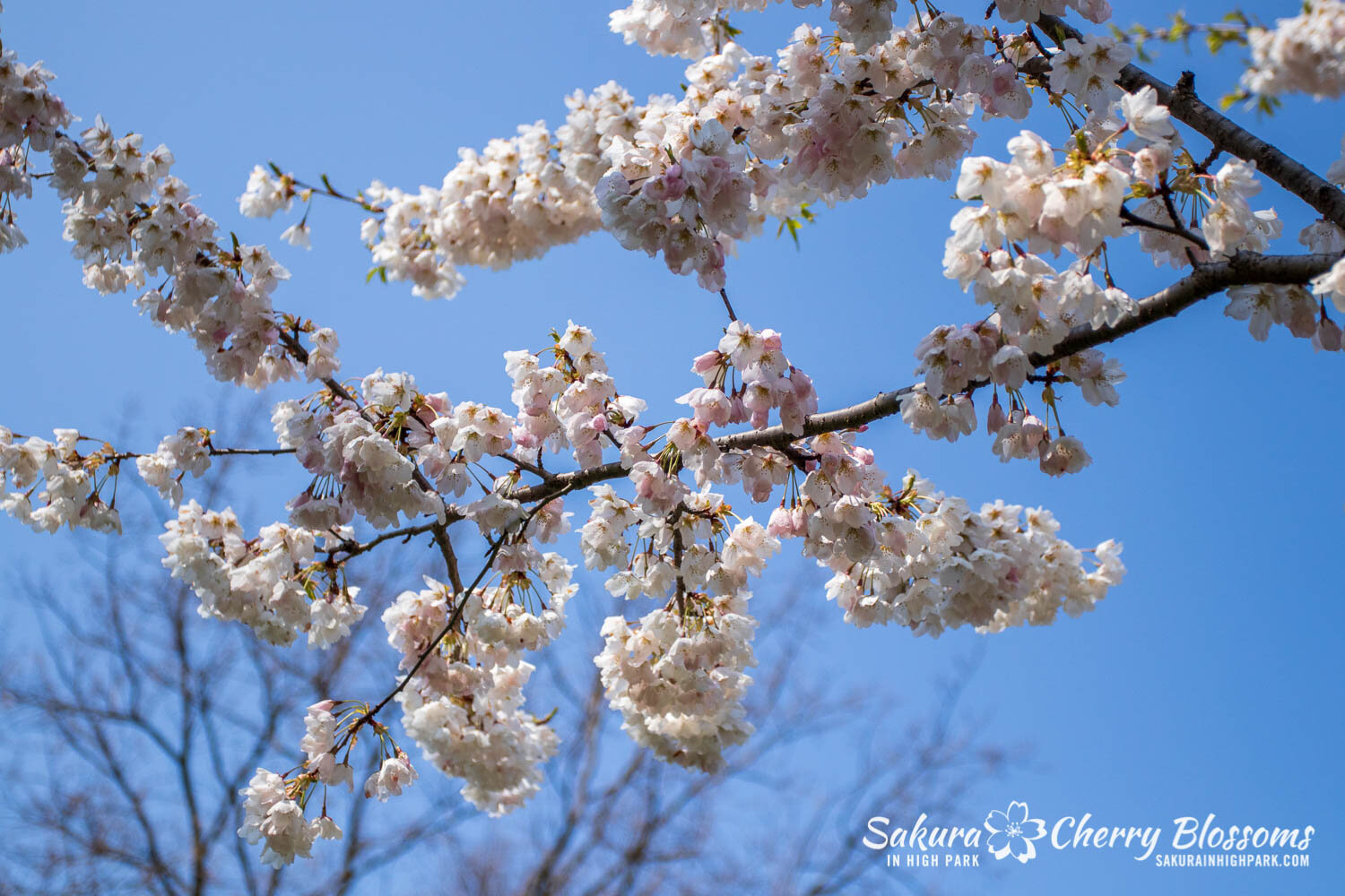 Sakura Watch April 28, 2021-438.jpg