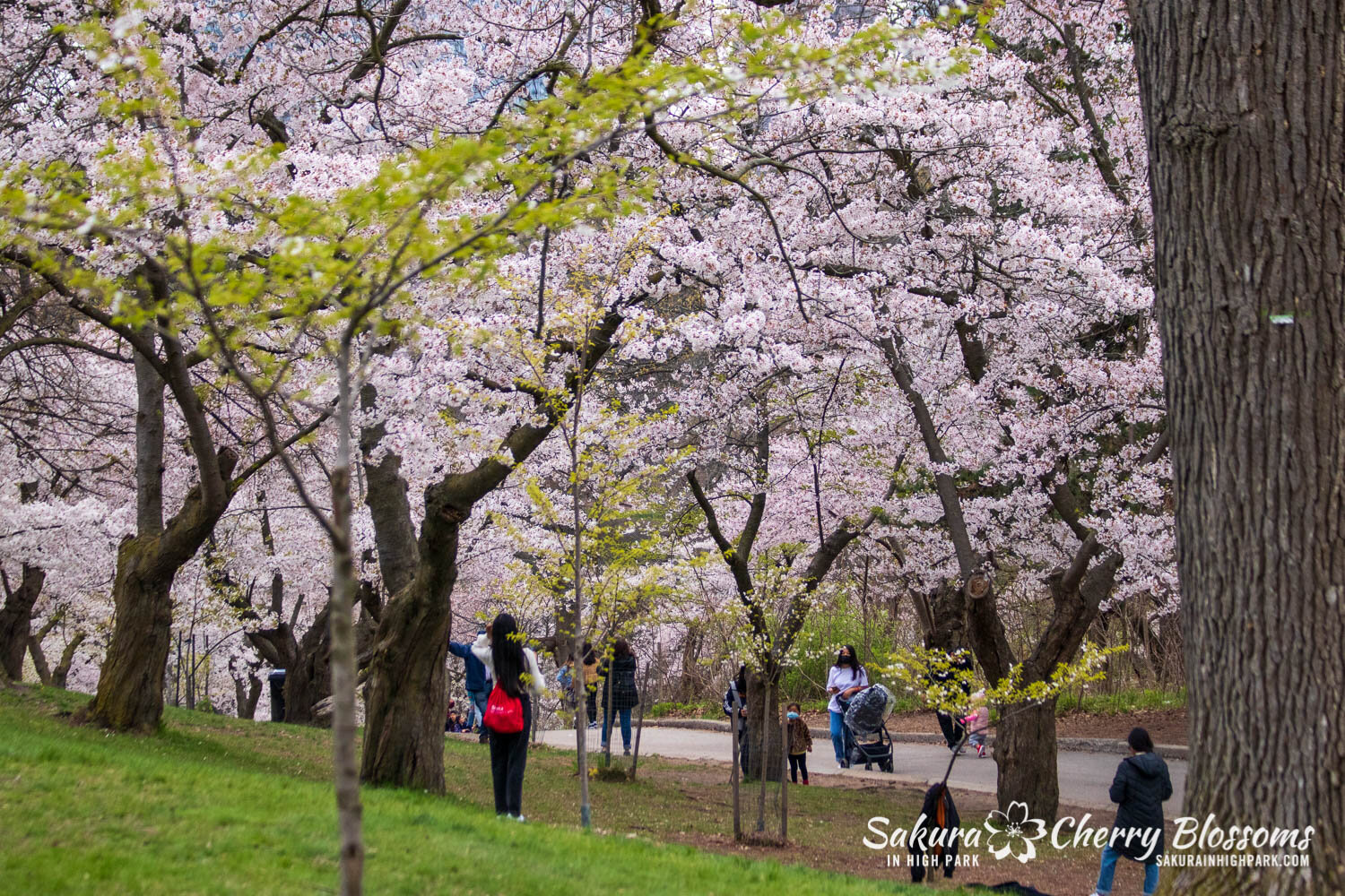 Sakura Watch May 2, 2021-283.jpg
